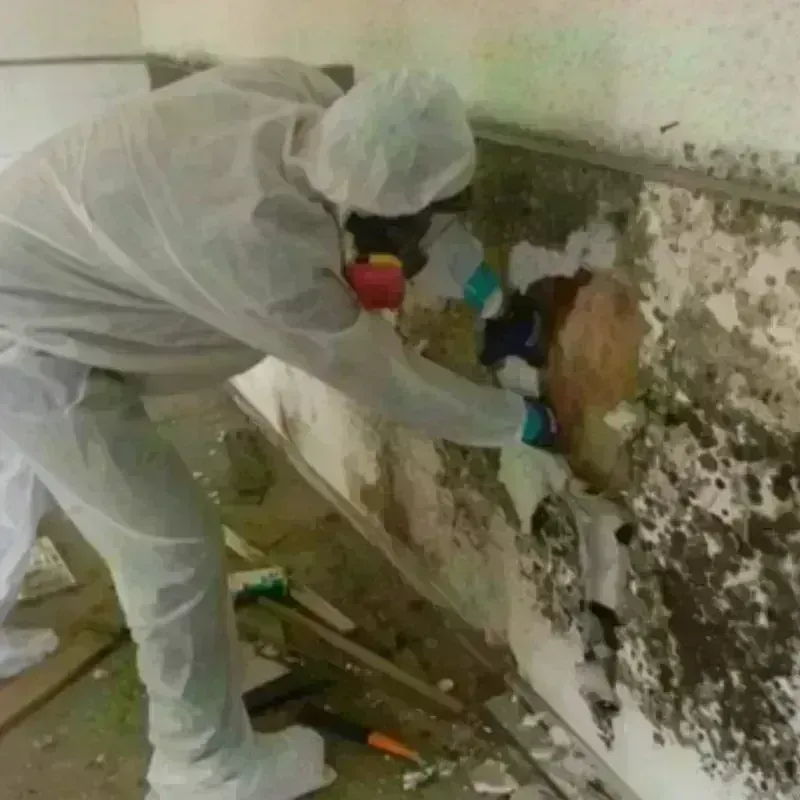 Mold Remediation and Removal in Boyertown, PA